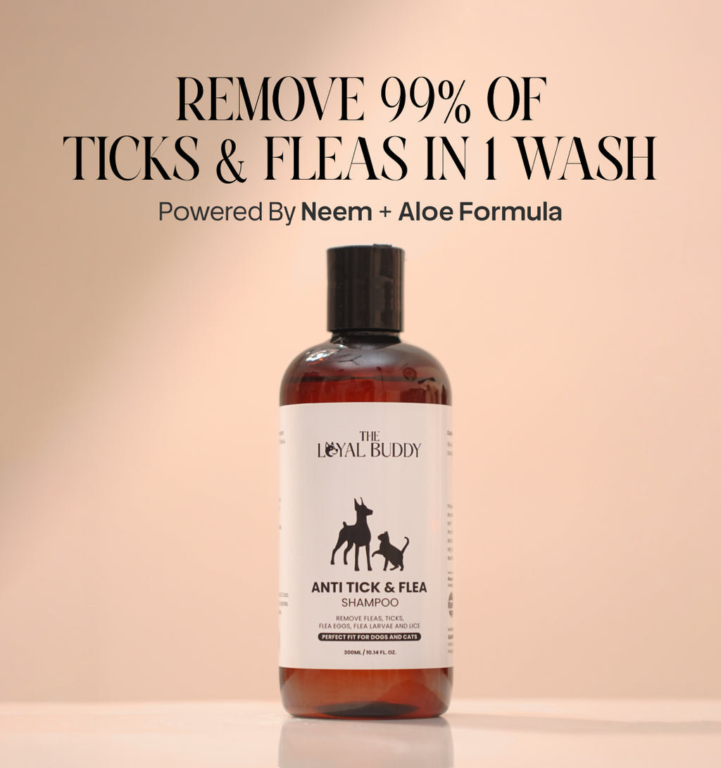 Anti Tick & Flea Shampoo