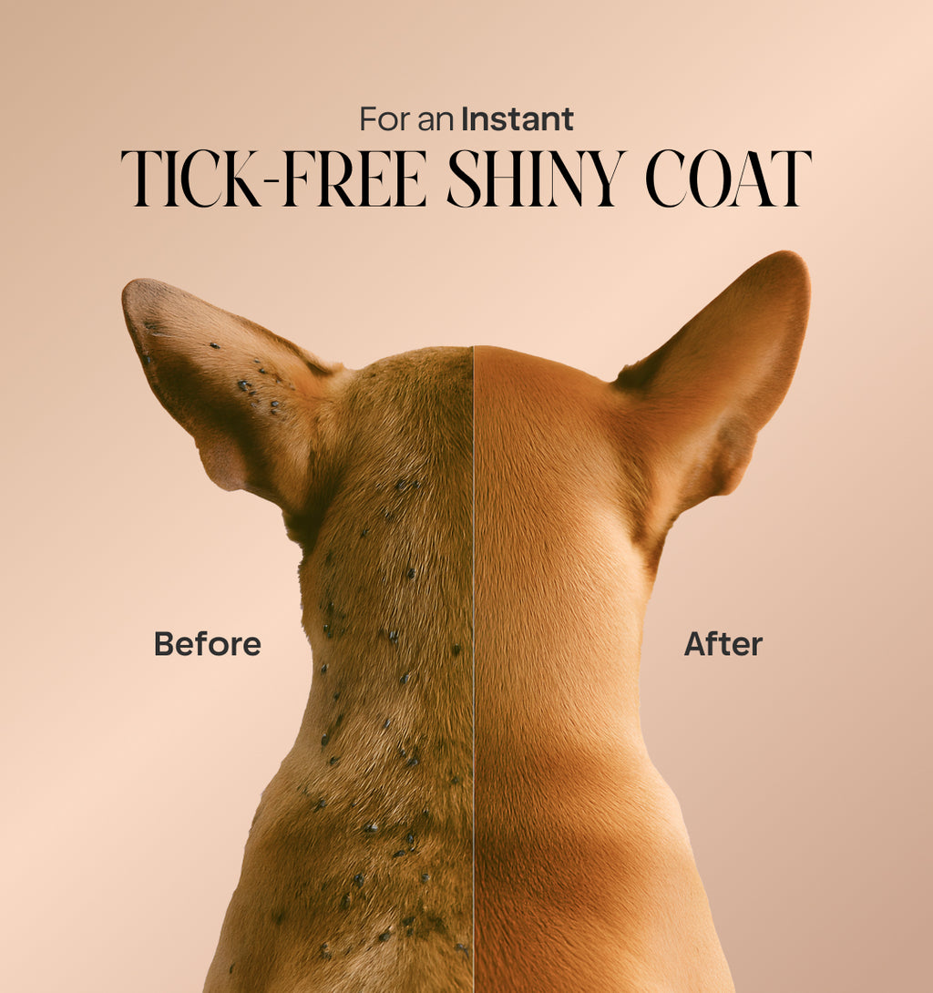 Anti Tick & Flea Shampoo