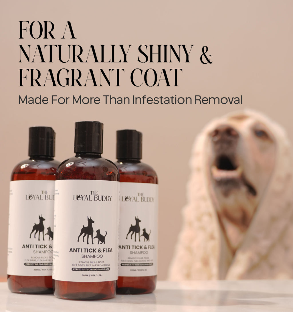 Anti Tick & Flea Shampoo